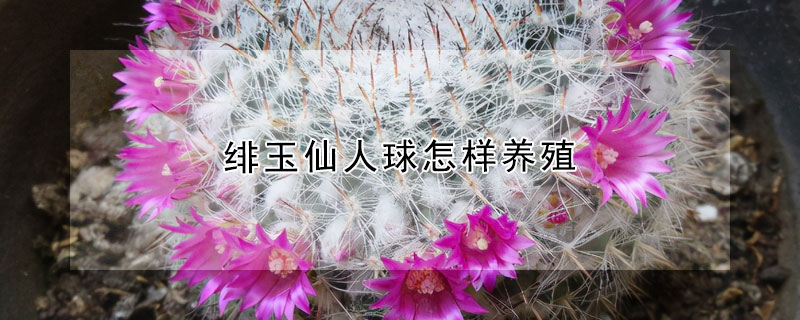 緋玉仙人球怎樣養(yǎng)殖