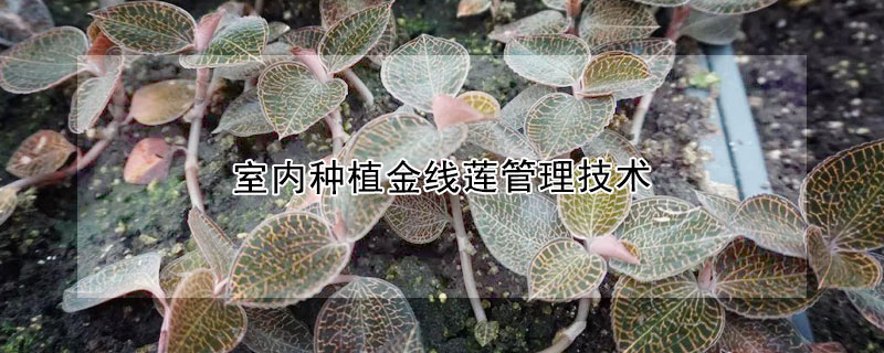 室內(nèi)種植金線蓮管理技術(shù)