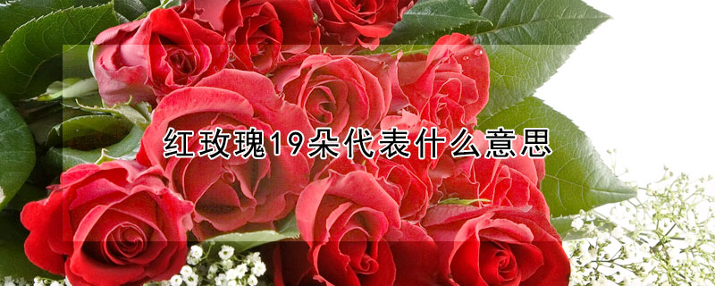 紅玫瑰19朵代表什么意思