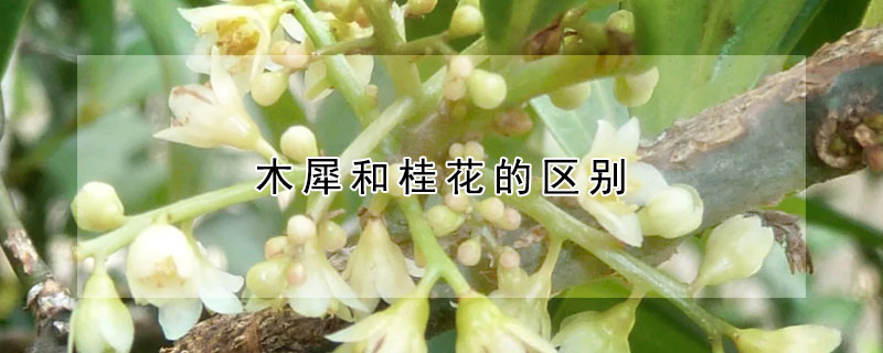 木犀和桂花的區(qū)別