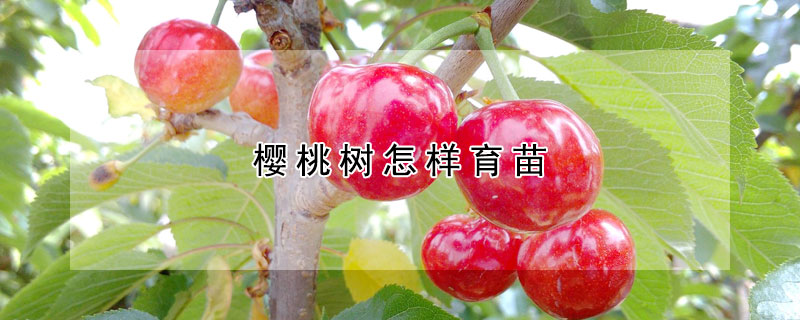 櫻桃樹(shù)怎樣育苗