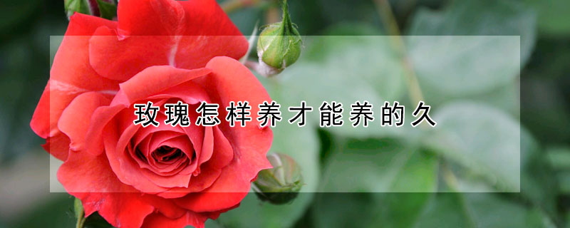 玫瑰怎樣養(yǎng)才能養(yǎng)的久