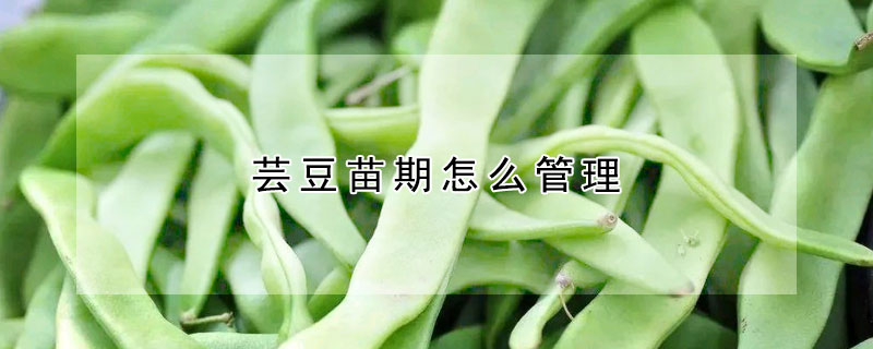 蕓豆苗期怎么管理