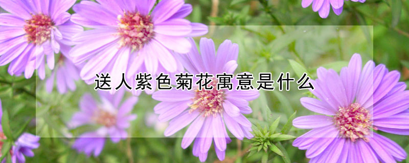 送人紫色菊花寓意是什么