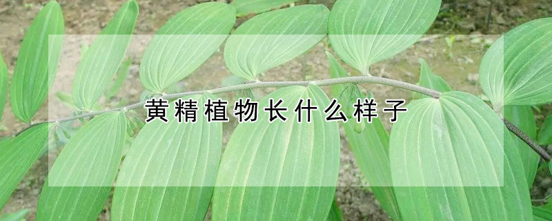 黃精植物長什么樣子