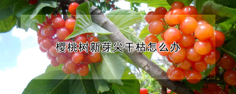 櫻桃樹新芽尖干枯怎么辦