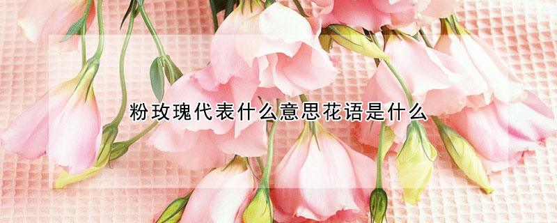 粉玫瑰代表什么意思花語(yǔ)是什么