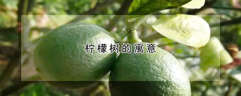 檸檬樹(shù)的寓意