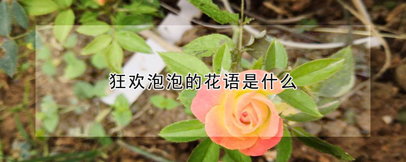 狂歡泡泡的花語(yǔ)是什么