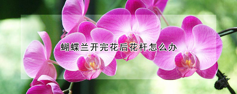 蝴蝶蘭開完花后花桿怎么辦