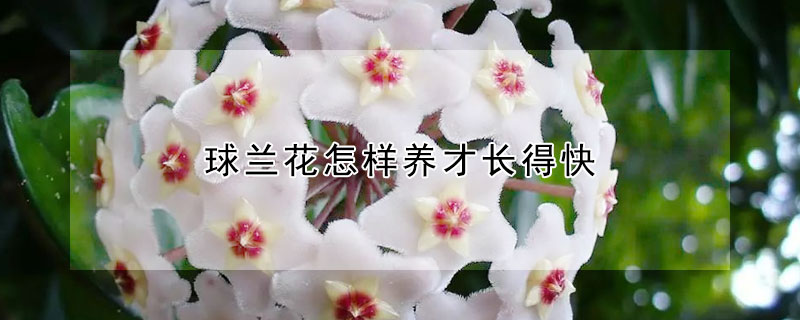 球蘭花怎樣養才長得快