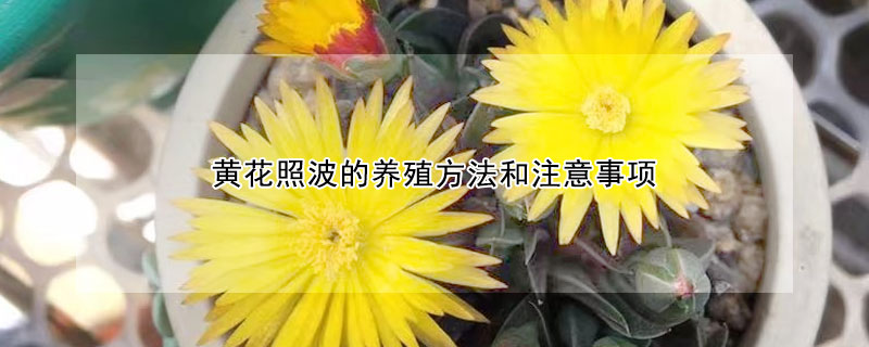 黃花照波的養殖方法和注意事項