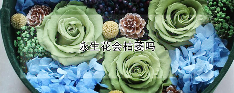 永生花會枯萎嗎