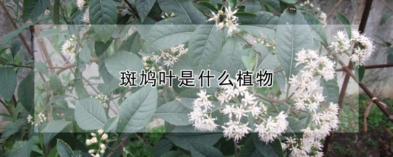 斑鳩葉是什么植物