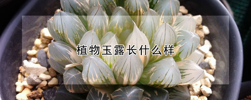 植物玉露長(zhǎng)什么樣