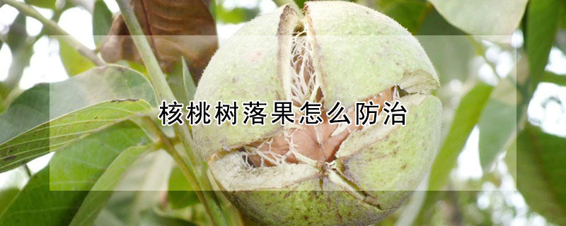 核桃樹落果怎么防治