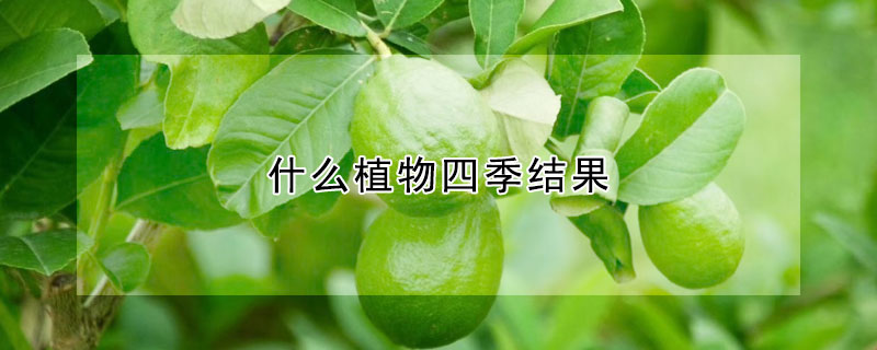 什么植物四季結果