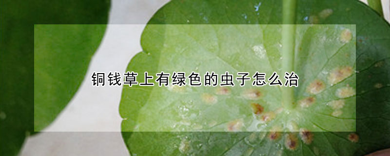 銅錢草上有綠色的蟲子怎么治