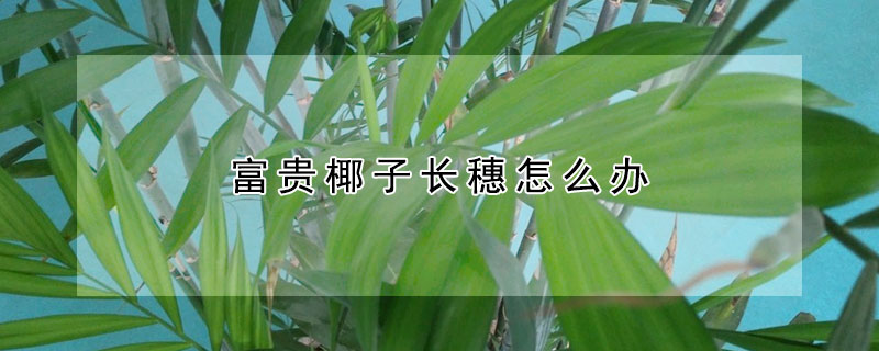 富貴椰子長穗怎么辦