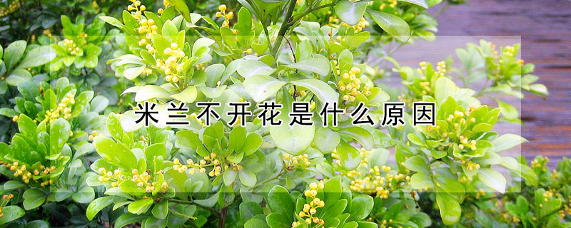 米蘭不開花是什么原因