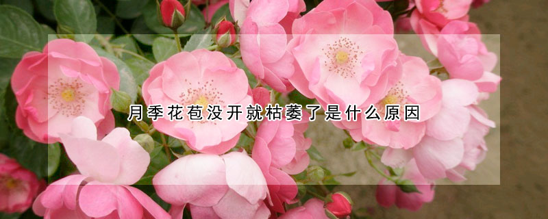 月季花苞沒開就枯萎了是什么原因