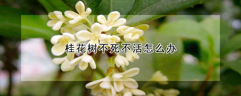 桂花樹不死不活怎么辦