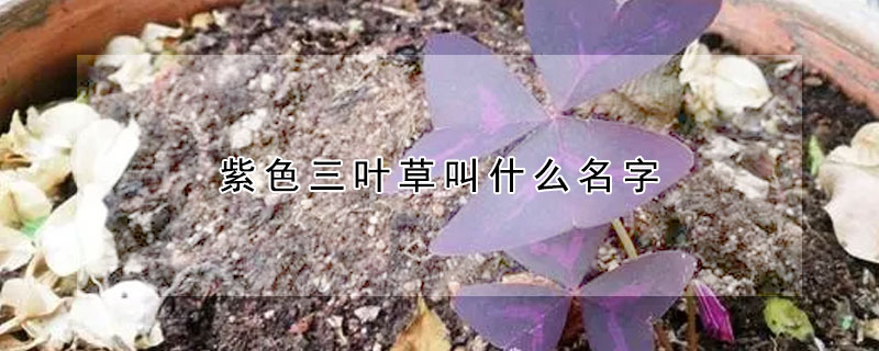 紫色三葉草叫什么名字