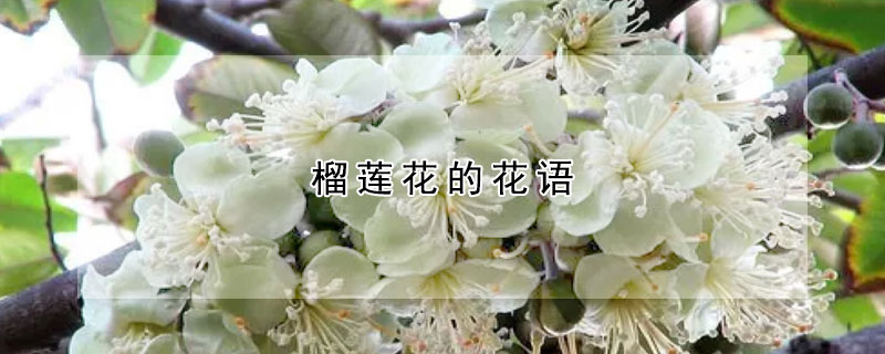 榴蓮花的花語