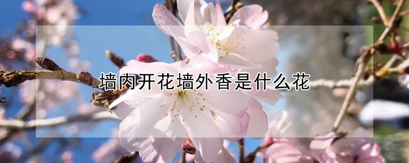 墻內(nèi)開花墻外香是什么花