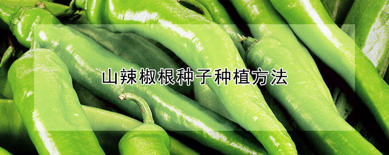 山辣椒根種子種植方法