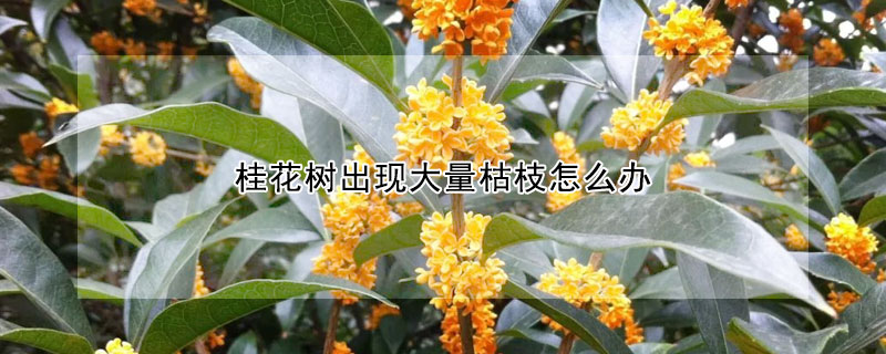 桂花樹出現大量枯枝怎么辦