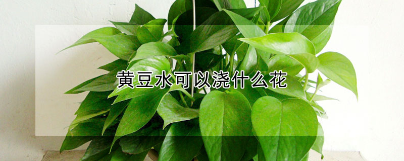 黃豆水可以澆什么花