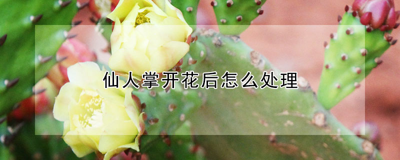 仙人掌開(kāi)花后怎么處理