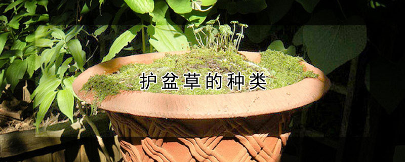 護(hù)盆草的種類