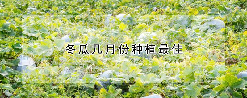 冬瓜幾月份種植最佳