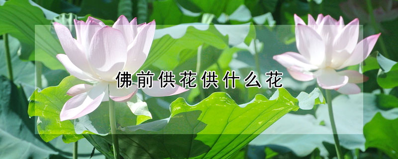 佛前供花供什么花