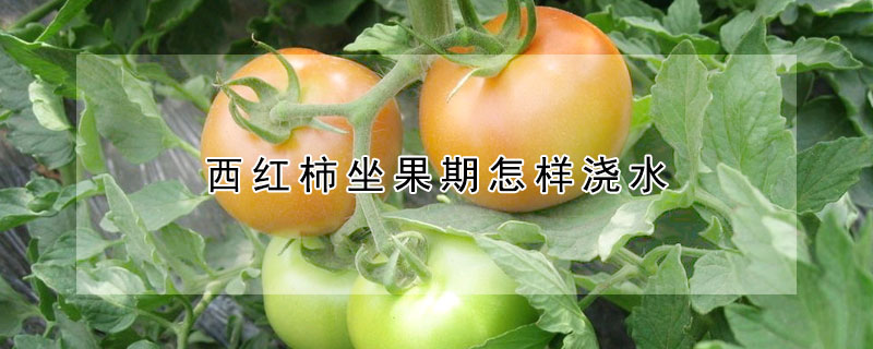 西紅柿坐果期怎樣澆水