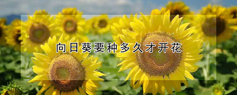 向日葵要種多久才開花