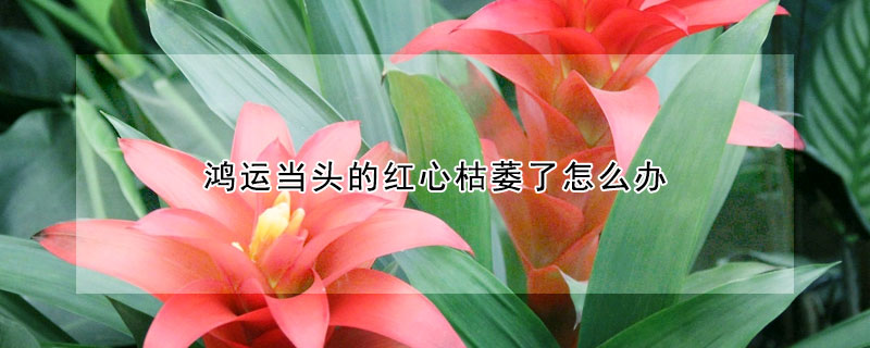 鴻運(yùn)當(dāng)頭的紅心枯萎了怎么辦