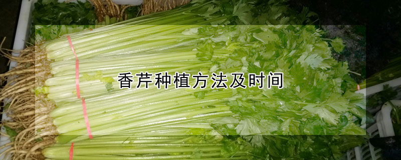 香芹種植方法及時間