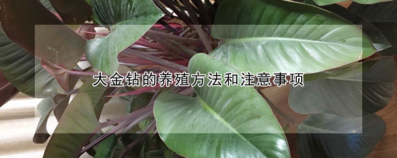 大金鉆的養殖方法和注意事項