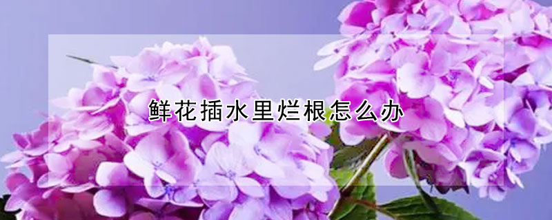 鮮花插水里爛根怎么辦