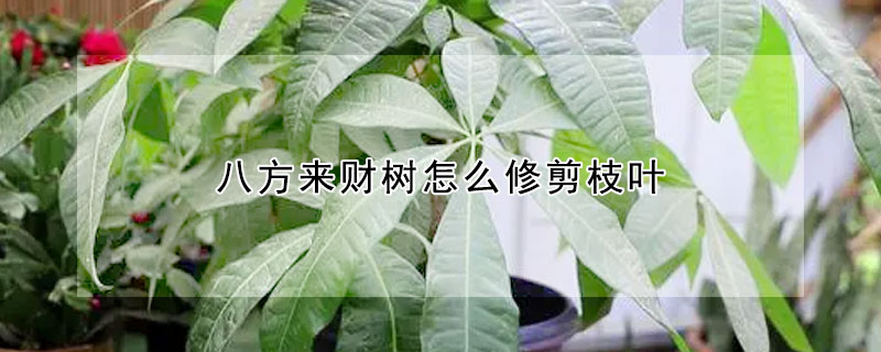 八方來財樹怎么修剪枝葉