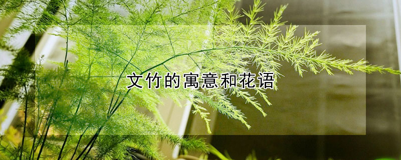 文竹的寓意和花語