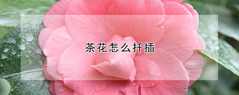 茶花怎么扦插