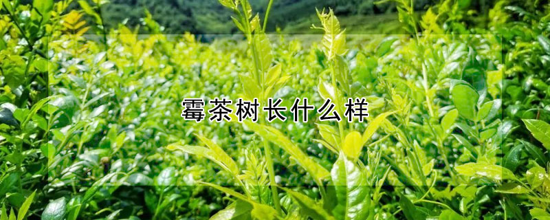 霉茶樹長什么樣