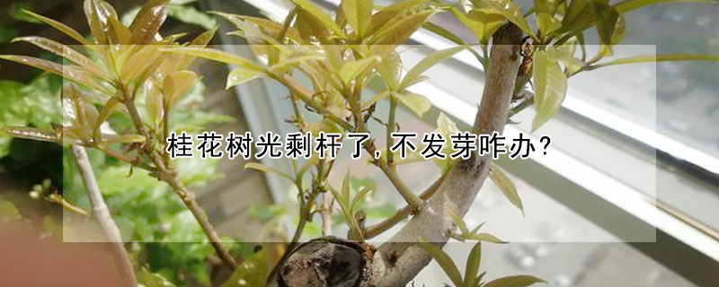 桂花樹光剩桿了,不發芽咋辦?