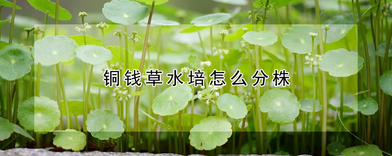 銅錢草水培怎么分株