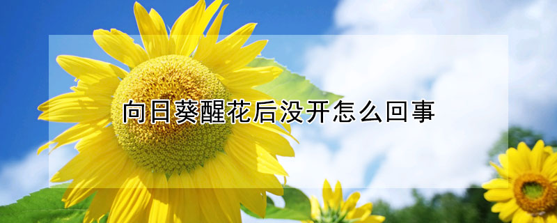 向日葵醒花后沒開怎么回事