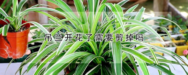 吊蘭開花了需要剪掉嗎